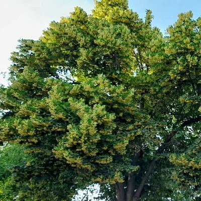 Липа  Липа в Екатеринбурге