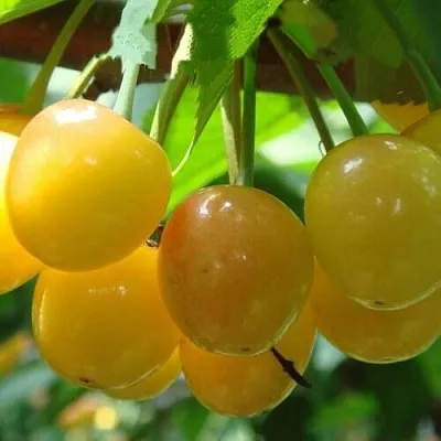 Черешня ЯНТАРНАЯ  Черешня ЯНТАРНАЯ в Екатеринбурге