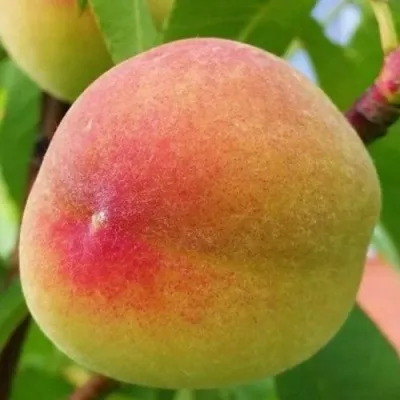 Персик ВЕТЕРАН — описание сорта Персик ВЕТЕРАН в Екатеринбурге