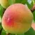 Персик ВЕТЕРАН — описание сорта Персик ВЕТЕРАН в Екатеринбурге