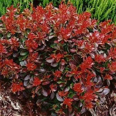 Барбарис КАРМЕН тунберга  Барбарис КАРМЕН тунберга в Екатеринбурге