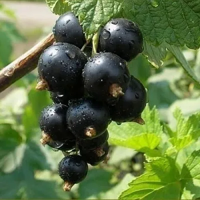 Смородина черная ПИГМЕЙ  Смородина черная ПИГМЕЙ в Екатеринбурге