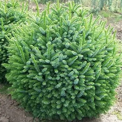 Ель НАНА сербская  Ель НАНА сербская в Екатеринбурге