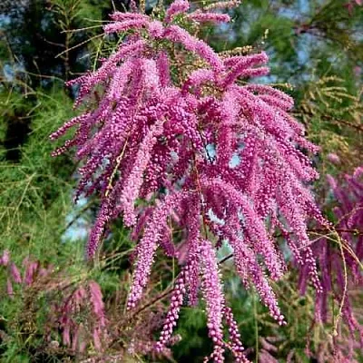 Тамарикс ПИНК КАСКАД  Тамарикс ПИНК КАСКАД в Екатеринбурге