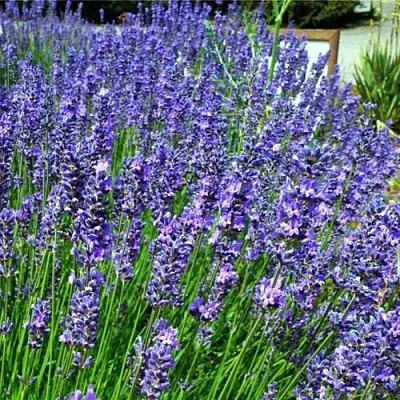 Лаванда ФЕНОМЕНАЛ узколистная  Лаванда ФЕНОМЕНАЛ узколистная в Екатеринбурге