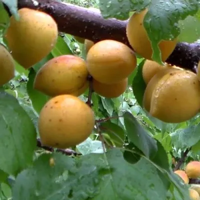 Абрикос МАНИТОБА в Екатеринбурге