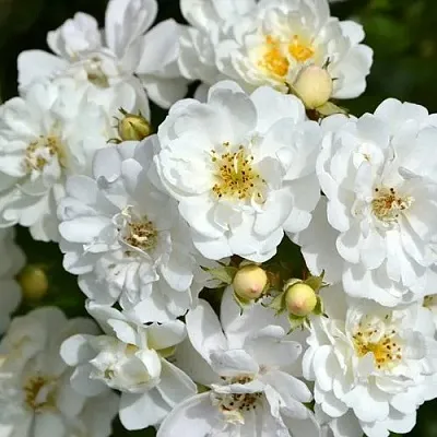 Саженцы роз ГИРЛЯНДА ДЕ АМУР мускусная  Саженцы роз ГИРЛЯНДА ДЕ АМУР мускусная в Екатеринбурге