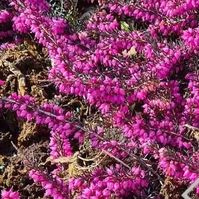 ЭРИКА "АЛЬПИЙСКИЙ ВЕРЕСК" (зимующая) сорт АТРОРУБРА  ЭРИКА "АЛЬПИЙСКИЙ ВЕРЕСК" (зимующая) сорт АТРОРУБРА в Екатеринбурге