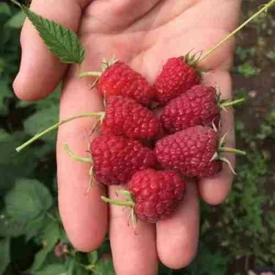 Малина ЕВРАЗИЯ — описание сорта Малина ЕВРАЗИЯ в Екатеринбурге