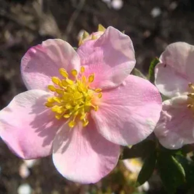 Лапчатка ПИНК КВИН кустарниковая — описание сорта Лапчатка ПИНК КВИН кустарниковая в Екатеринбурге