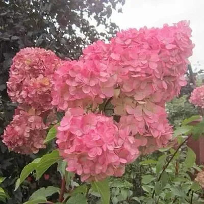 Гортензия АМАРИН метельчатая  Гортензия АМАРИН метельчатая в Екатеринбурге