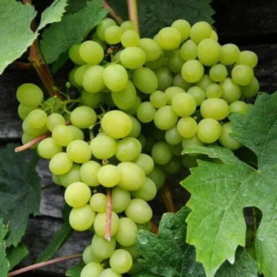 Виноград АЛЕШЕНЬКИН — описание сорта Виноград АЛЕШЕНЬКИН в Екатеринбурге