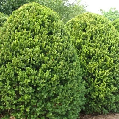 Тис  Тис в Екатеринбурге