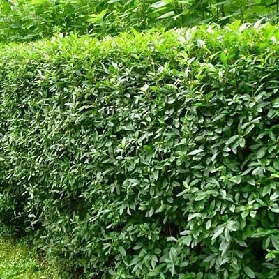 Бирючина обыкновенная  Бирючина обыкновенная в Екатеринбурге