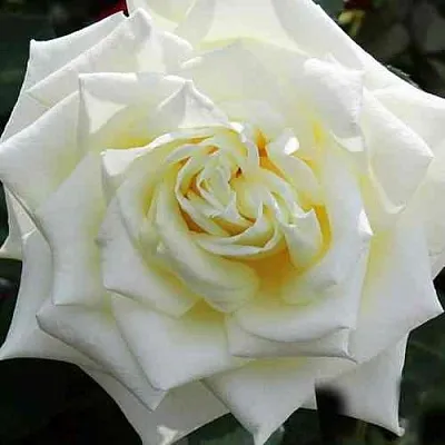 Саженцы роз МАЧО чайно-гибридная  Саженцы роз МАЧО чайно-гибридная в Екатеринбурге