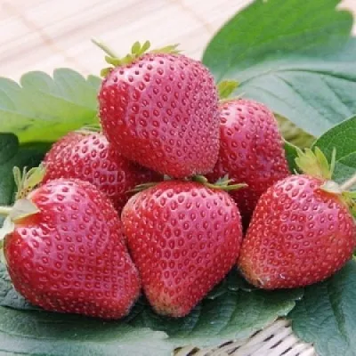 Клубника ВИМА КСИМА  Клубника ВИМА КСИМА в Екатеринбурге