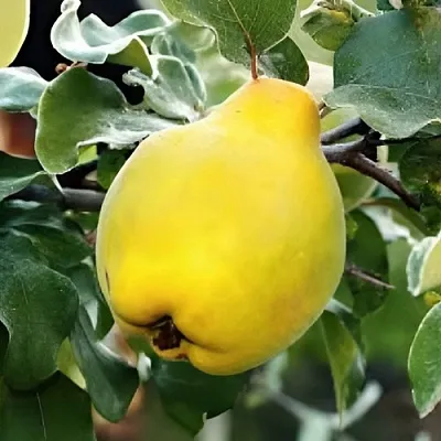 Айва МИР  Айва МИР в Екатеринбурге