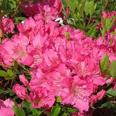 Азалия КИРСТИН японская  Азалия КИРСТИН японская в Екатеринбурге