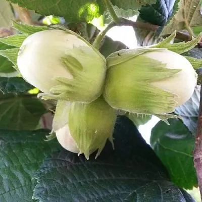 Фундук ЮННАТ  Фундук ЮННАТ в Екатеринбурге