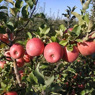 Яблоня ЧЕМПИОН РЕНО  Яблоня ЧЕМПИОН РЕНО в Екатеринбурге