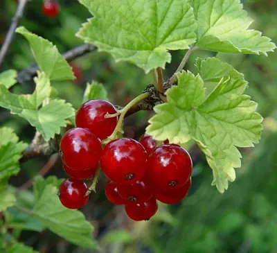 Смородина альпийская ШМИДТ  Смородина альпийская ШМИДТ в Екатеринбурге