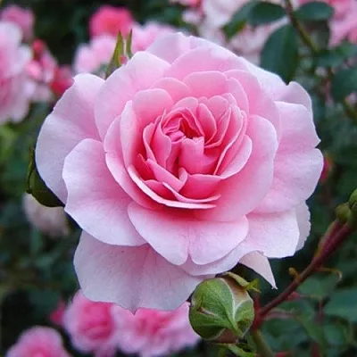 Саженцы роз БОНИКА флорибунда  Саженцы роз БОНИКА флорибунда в Екатеринбурге