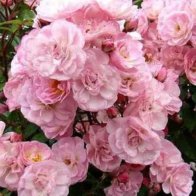 Саженцы роз ХЕВЕНЛИ ПИНК мускусная  Саженцы роз ХЕВЕНЛИ ПИНК мускусная в Екатеринбурге