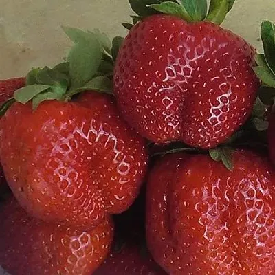 Клубника ДЕСТЕНИ  Клубника ДЕСТЕНИ в Екатеринбурге