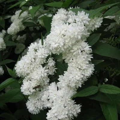 Дейция КАНДИДИССИМА шершавая  Дейция КАНДИДИССИМА шершавая в Екатеринбурге