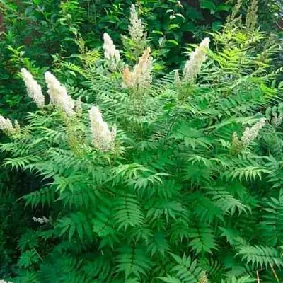 Рябинник рябинолистный СЭМ  Рябинник рябинолистный СЭМ в Екатеринбурге