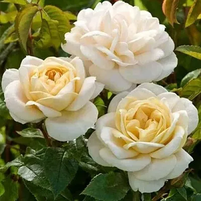 Саженцы роз ДЖЕЙ ПИ КОННЕЛ шраб  Саженцы роз ДЖЕЙ ПИ КОННЕЛ шраб в Екатеринбурге