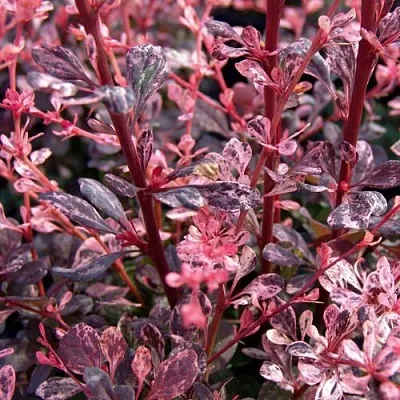 Барбарис АРЛЕКИН тунберга  Барбарис АРЛЕКИН тунберга в Екатеринбурге