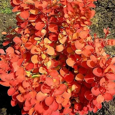 Барбарис ОРАНЖ ФАЙЕР тунберга  Барбарис ОРАНЖ ФАЙЕР тунберга в Екатеринбурге