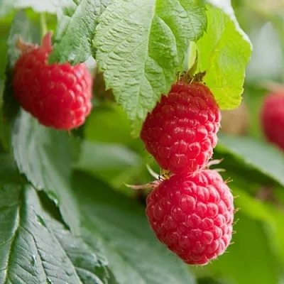 Малина МАРАВИЛЛА  Малина МАРАВИЛЛА в Екатеринбурге