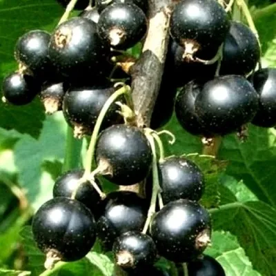 Смородина чёрная ЧЁРНЫЙ АИСТ — описание сорта Смородина чёрная ЧЁРНЫЙ АИСТ в Екатеринбурге