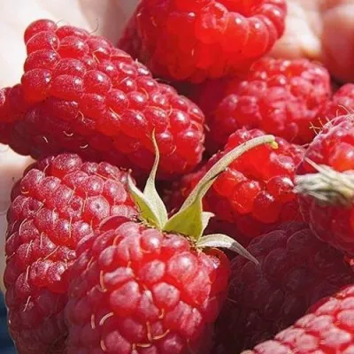 Малина ГОРДОСТЬ РОССИИ в Екатеринбурге