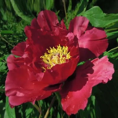 Пион КРАСНЫЙ ЛОТОС древовидный в Екатеринбурге