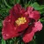Пион КРАСНЫЙ ЛОТОС древовидный — описание сорта Пион КРАСНЫЙ ЛОТОС древовидный в Екатеринбурге