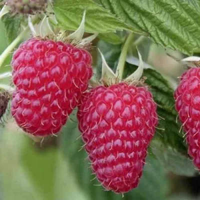 Малина ТУЛАМИН в Екатеринбурге