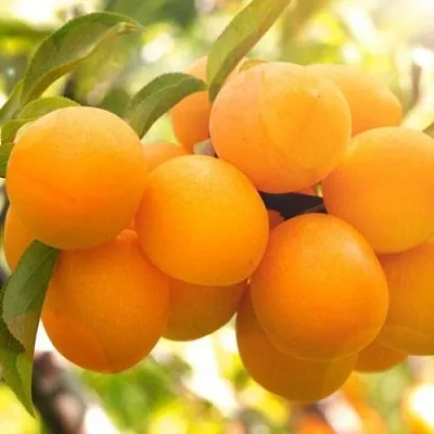 Слива МАРА в Екатеринбурге