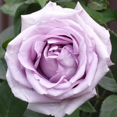 Саженцы роз ИНДИГОЛЕТТА плетистая  Саженцы роз ИНДИГОЛЕТТА плетистая в Екатеринбурге