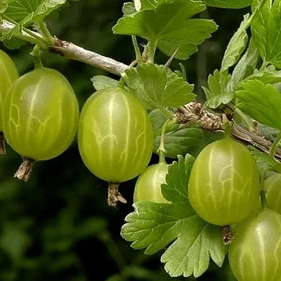 Крыжовник УРАЛЬСКИЙ БЕСШИПНЫЙ  Крыжовник УРАЛЬСКИЙ БЕСШИПНЫЙ в Екатеринбурге