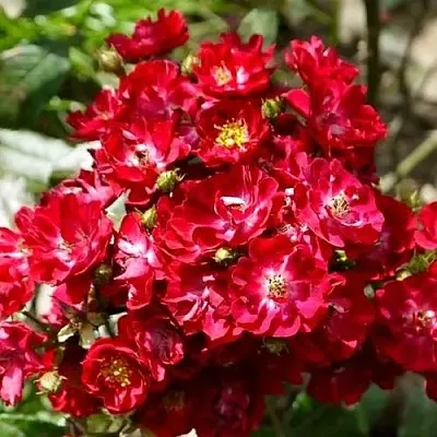 Саженцы роз АЛЬБЕРИХ полиантовая  Саженцы роз АЛЬБЕРИХ полиантовая в Екатеринбурге