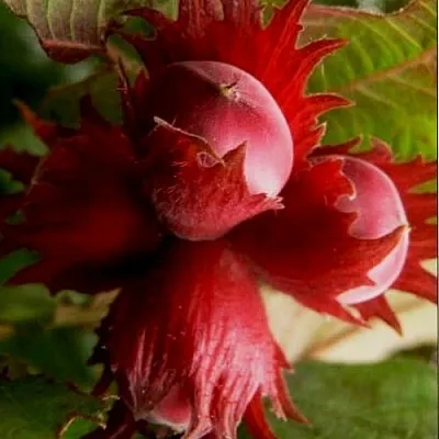 Фундук БАГРЯНЕЦ  Фундук БАГРЯНЕЦ в Екатеринбурге