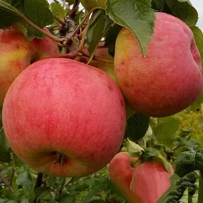 Яблоня БОЛОТОВСКОЕ  Яблоня БОЛОТОВСКОЕ в Екатеринбурге