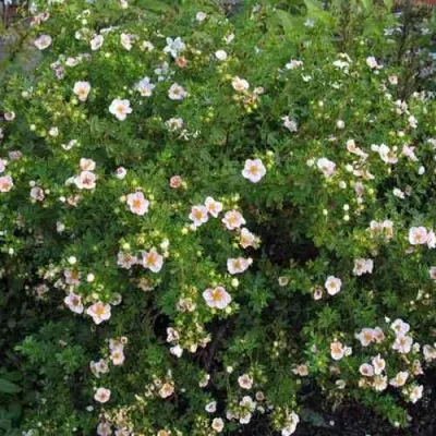 Лапчатка ПИНК КВИН кустарниковая — описание сорта Лапчатка ПИНК КВИН кустарниковая в Екатеринбурге