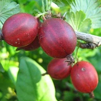 Крыжовник ЩЕДРЫЙ  Крыжовник ЩЕДРЫЙ в Екатеринбурге