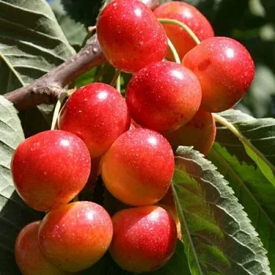 Черешня ГАСТИНЕЦ  Черешня ГАСТИНЕЦ в Екатеринбурге