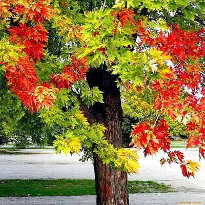 Клен  Клен в Екатеринбурге