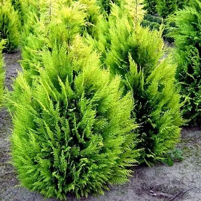 Кипарисовик ИВОНЕ лавсана в Екатеринбурге